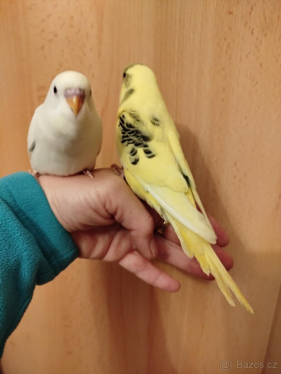 Prodám mladé andulky po vylétnutí z budky - 8