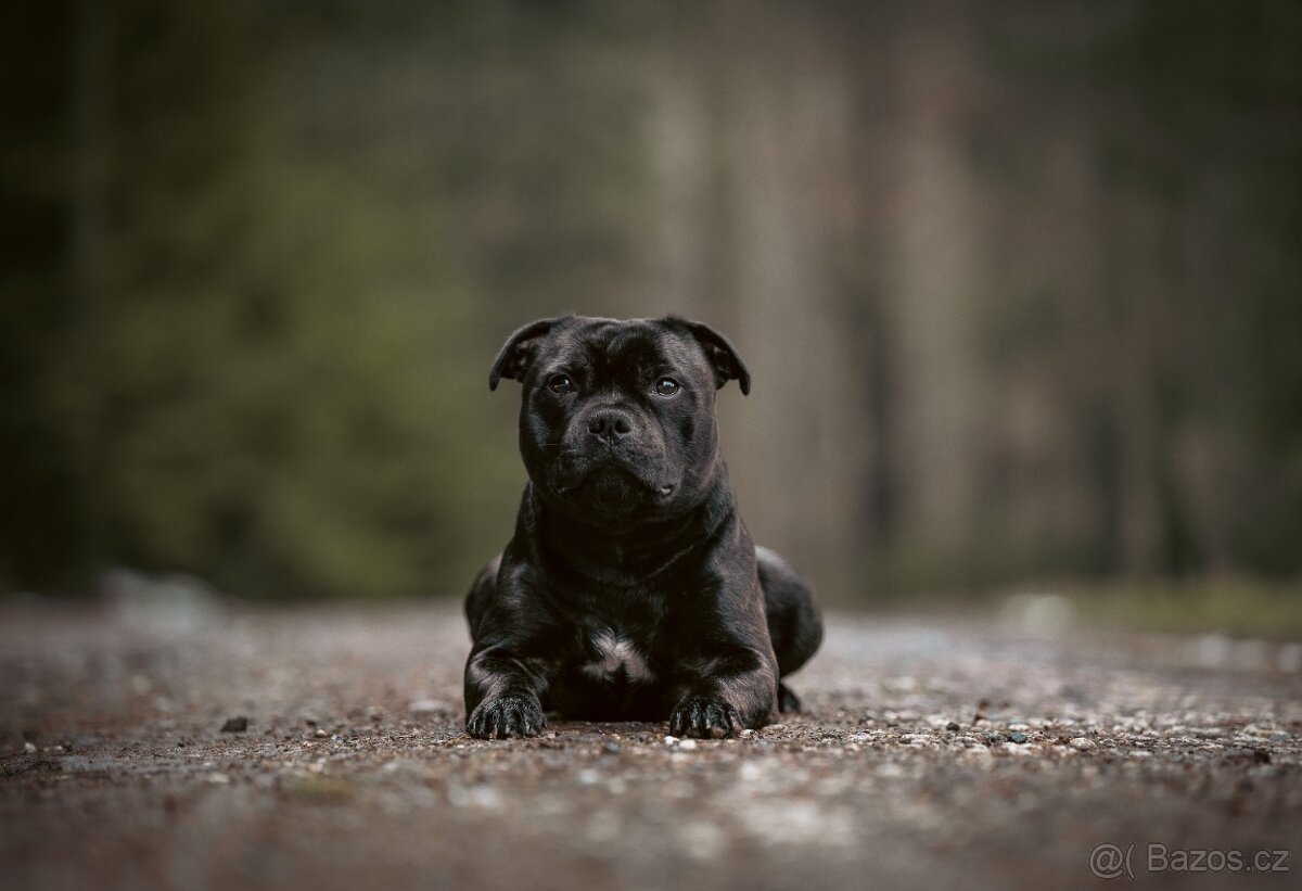 Stafordšírský bulteriér - Krycí pes - 8