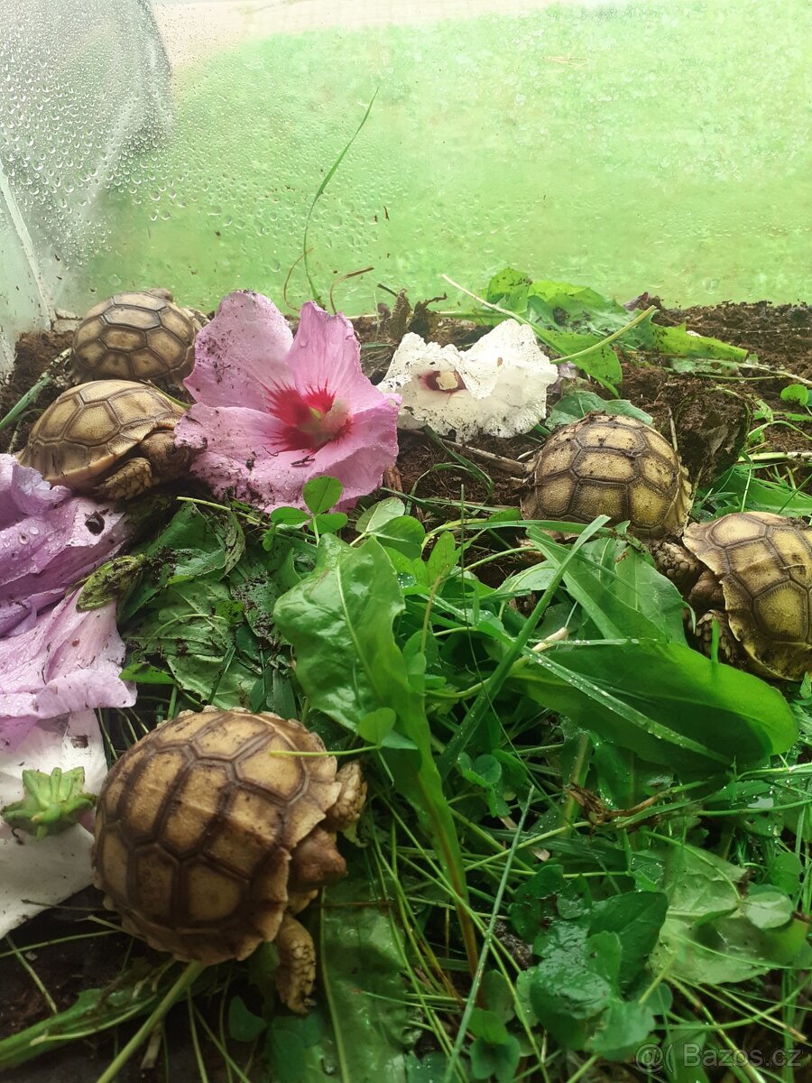 Želva ostruhatá mláďata různé velikosti - 8