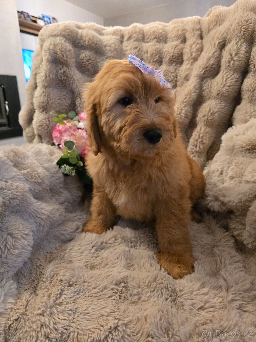 Goldendoodle F1 Standard - 8
