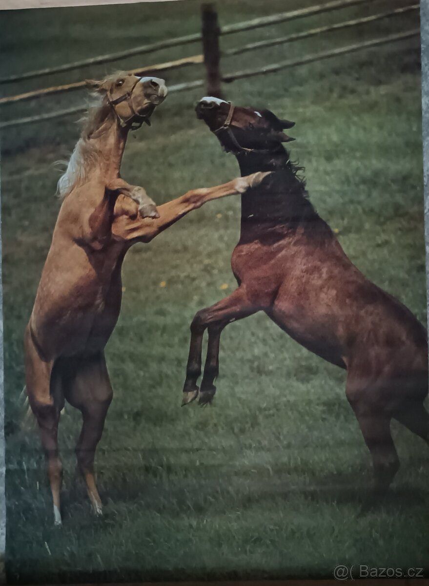 Retro plakáty zvířat -formát A1 - různé - 8