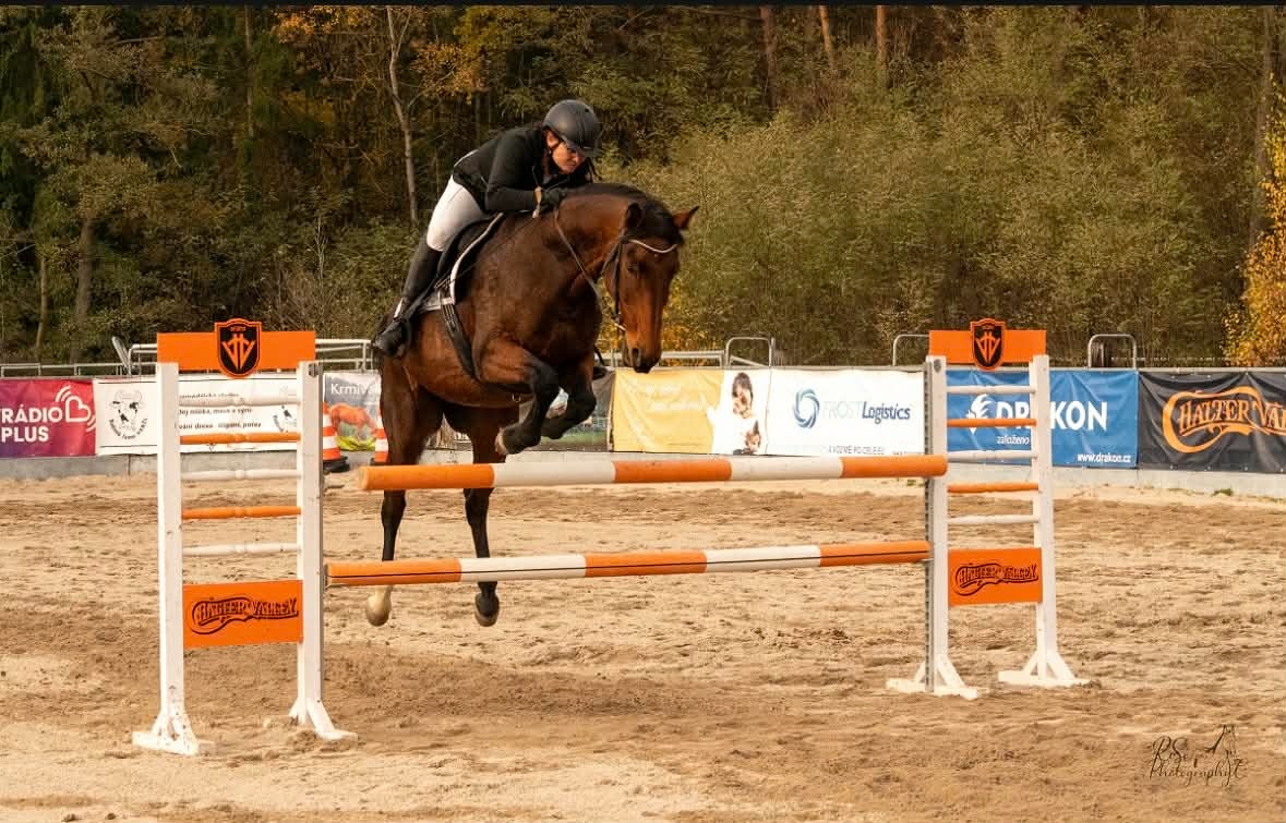 Vestfálská klisna pro děti i do sportu - 8