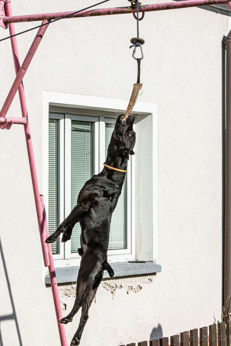 Dobrman x APBT,bandog,ast,bullherder - 8