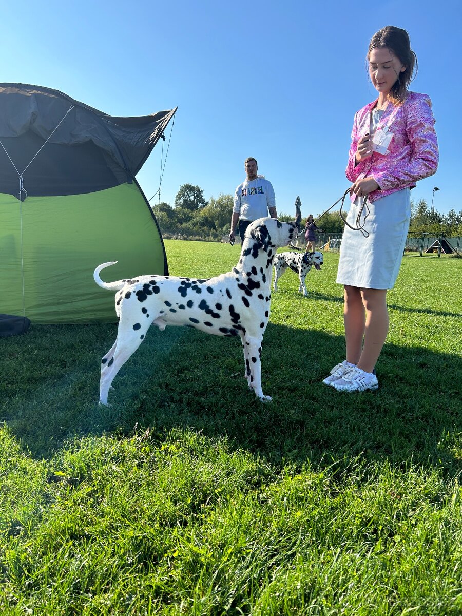 Dalmatin štěně s PP - 8