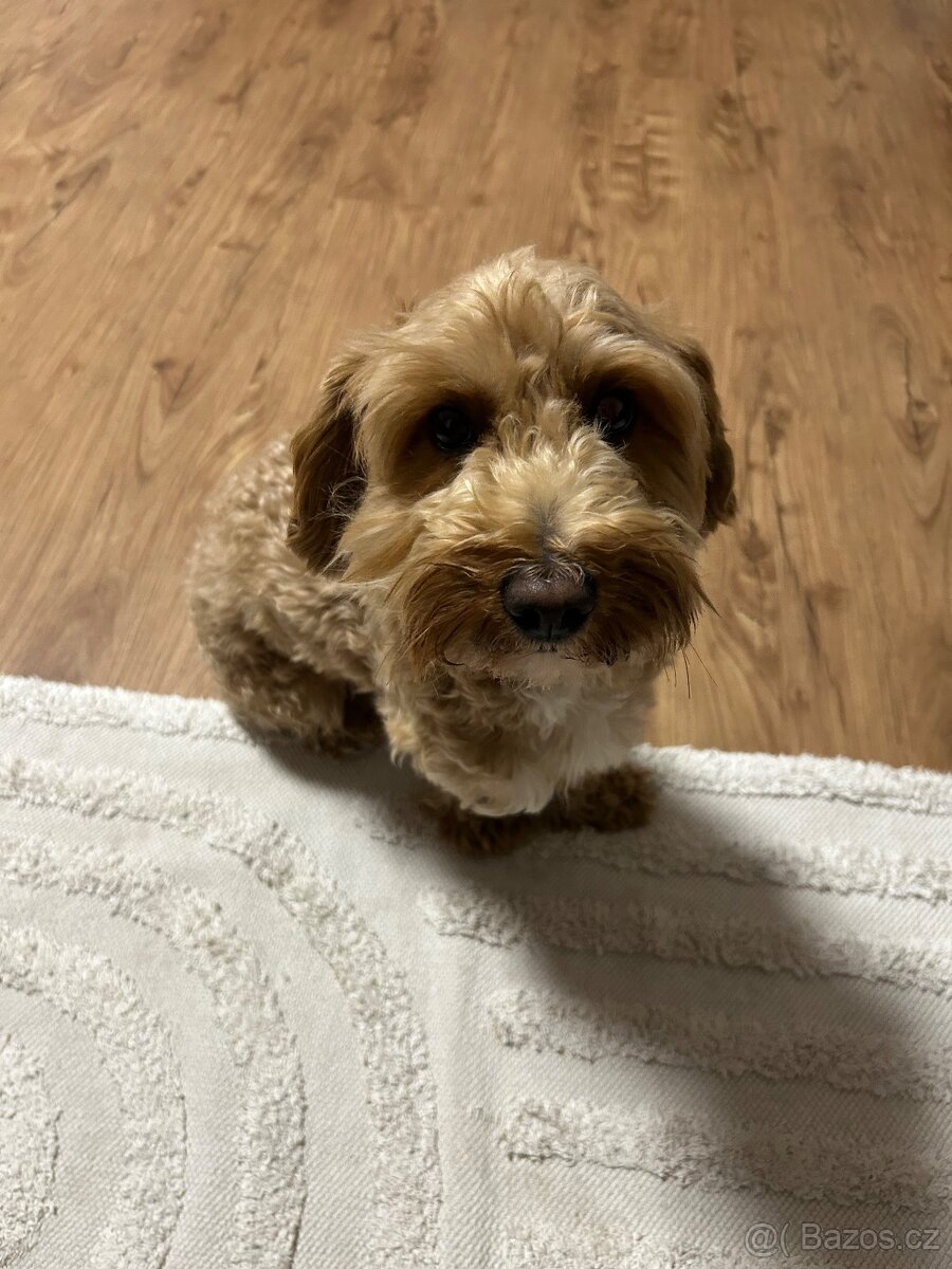 Maltipoo pes - 8