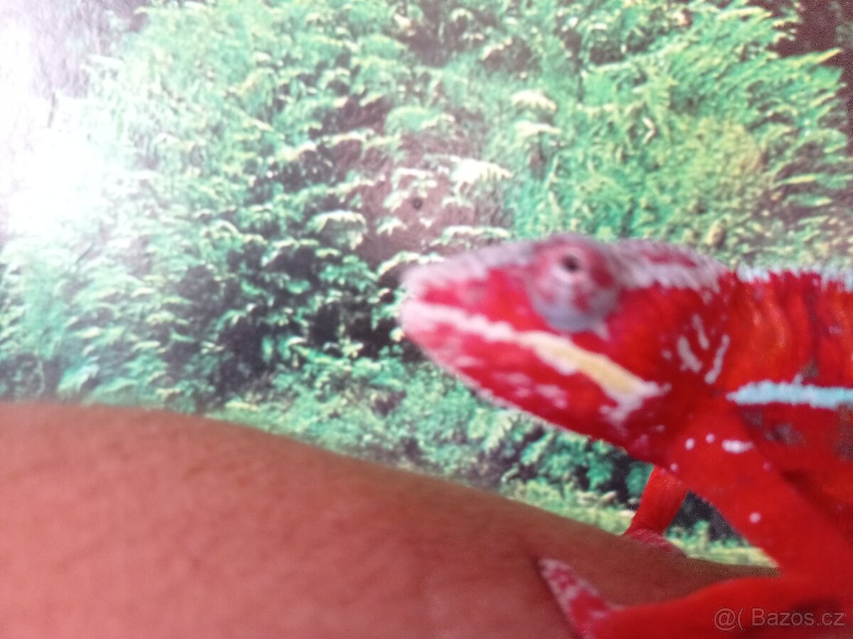 Chameleon pardáli - 8