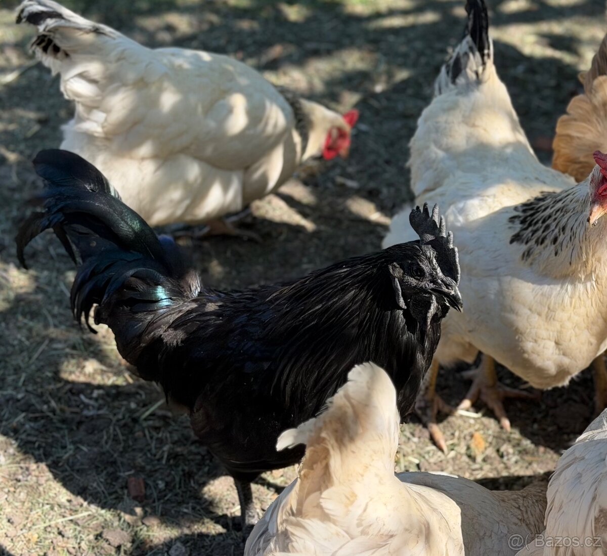Kohout Ayam Cemani - 8
