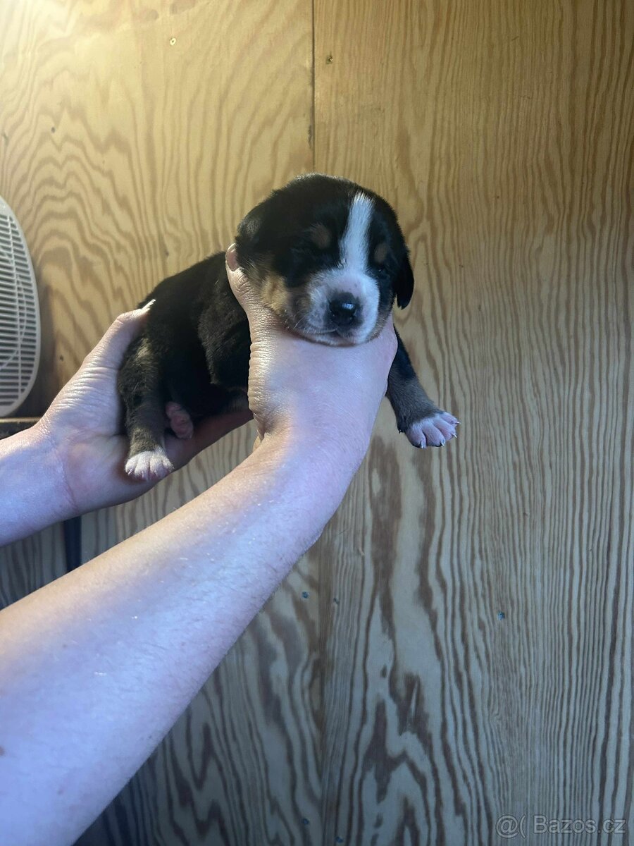 Velký švýcarský salašnický pes - rezervace štěňátek s PP - 8