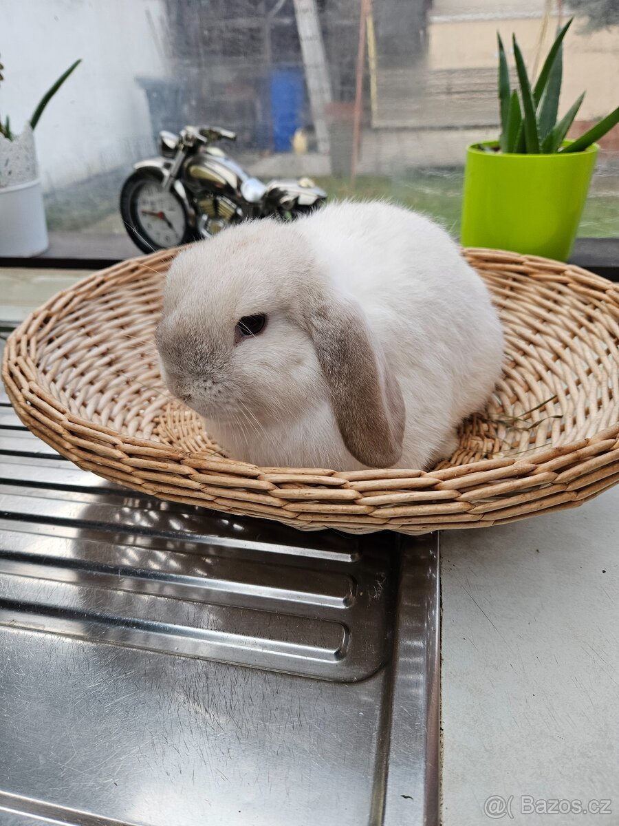 Zakrslý králík - 8