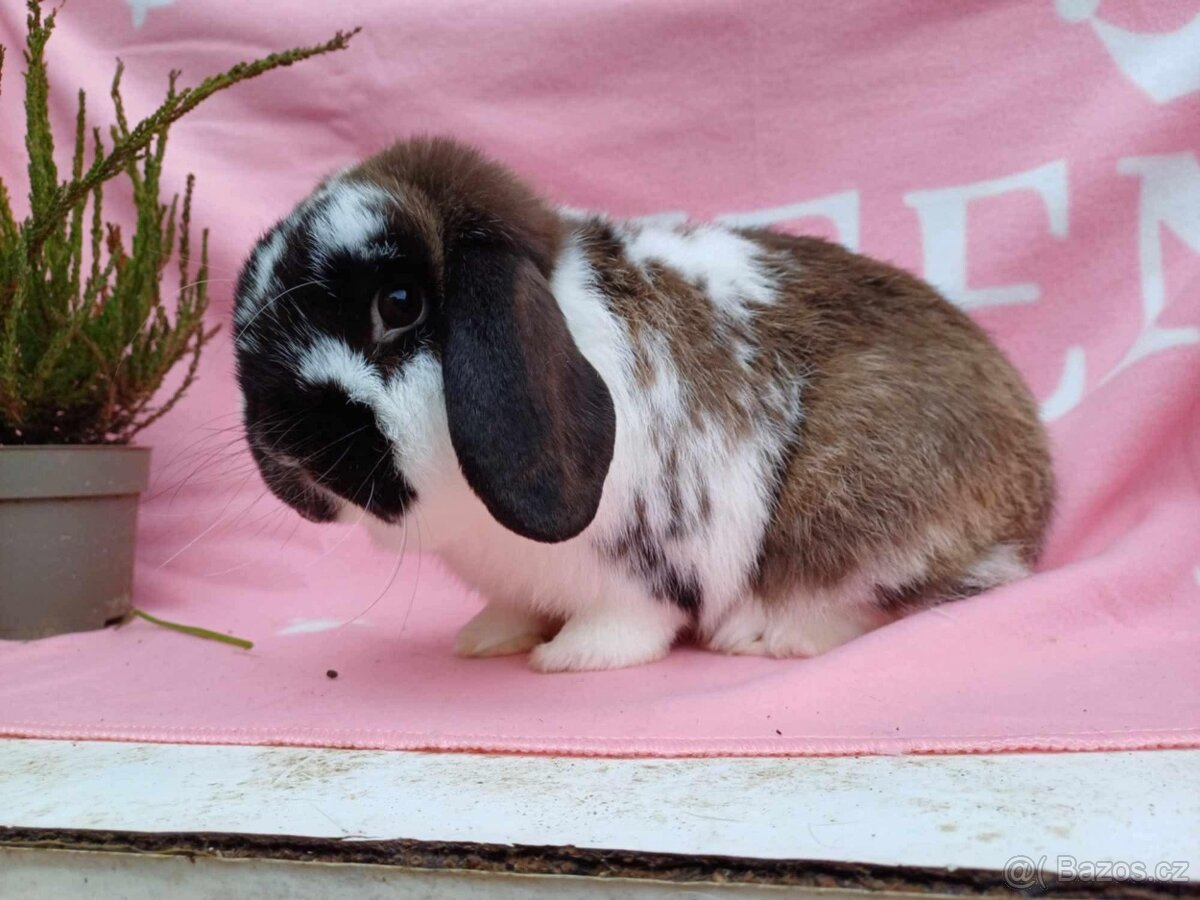 Tipový Sameček Zakrslý Beránek MiniLop - 8