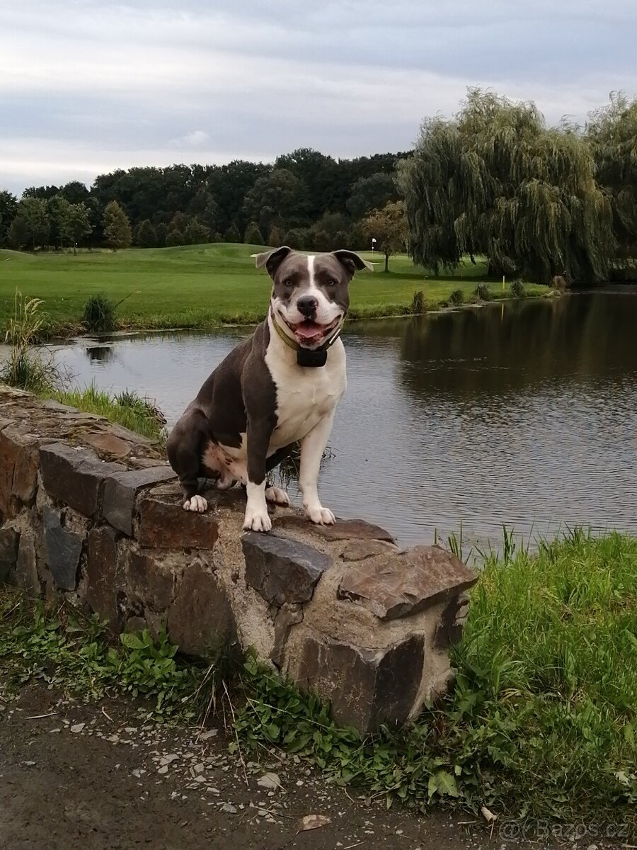 new staford ke krytí.. - 8