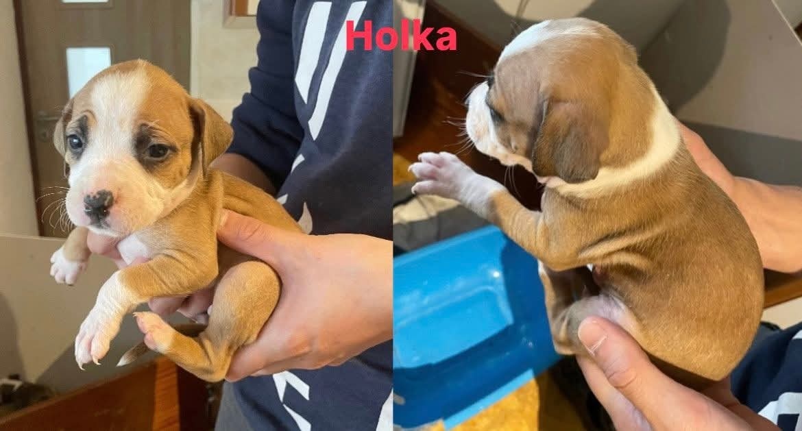 Americký stafordšírský teriér - 8