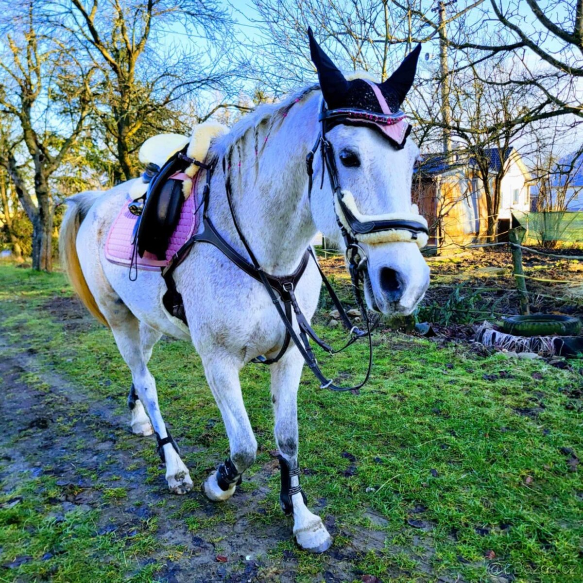 Predám 14rocnu kobylku shagia arab - 8