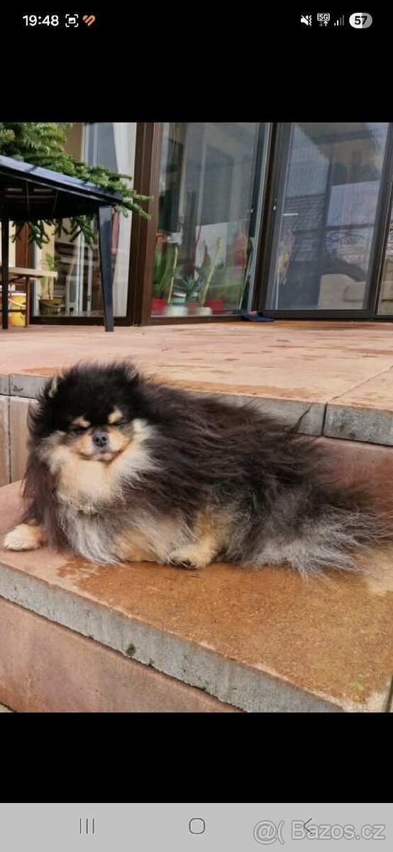 Daruji pejska kluk - 8