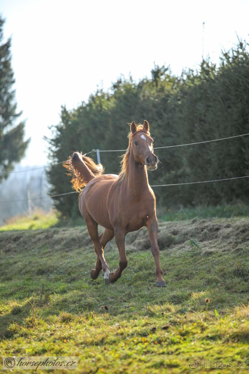 Plnokrevný arab - Připouštění- zapůjčení na sezónu 2026 - 8