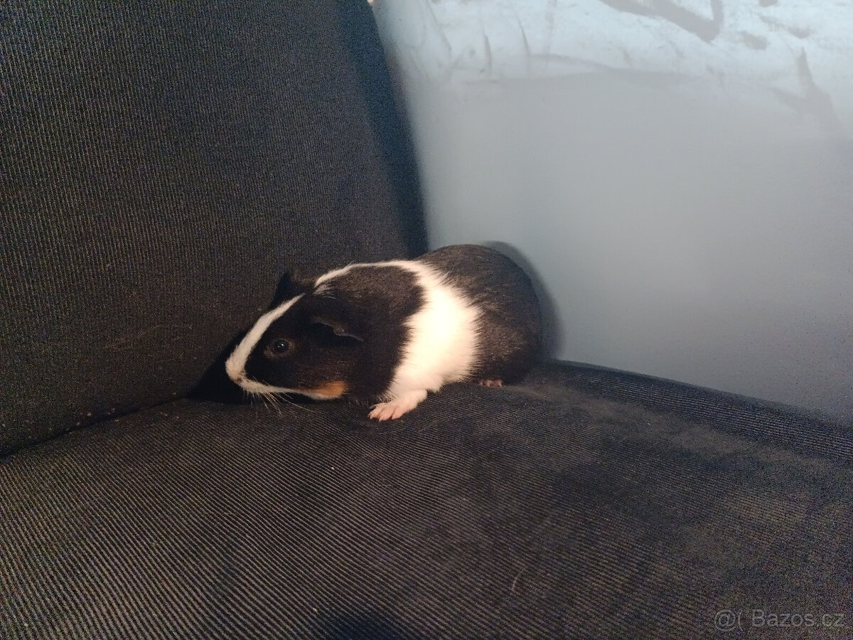 Malá morčata z domácího chovu (i jednotlivě) - 8