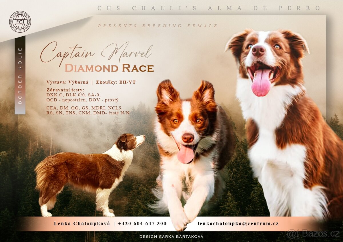 Štěňata Border Kolie s PP - 8