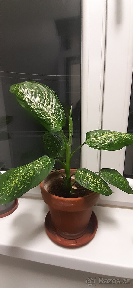 Prodám pokojové rostliny - 8
