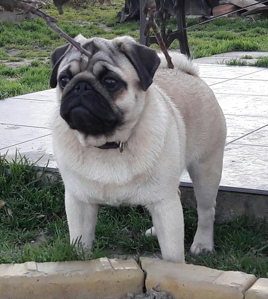 Mops šteniatka s PP - 8