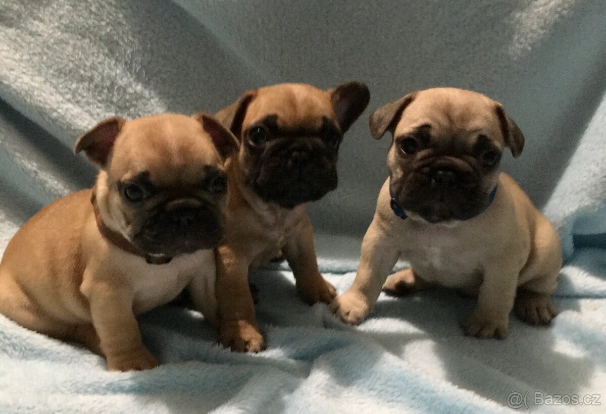 Francouzský buldoček s PP - 8