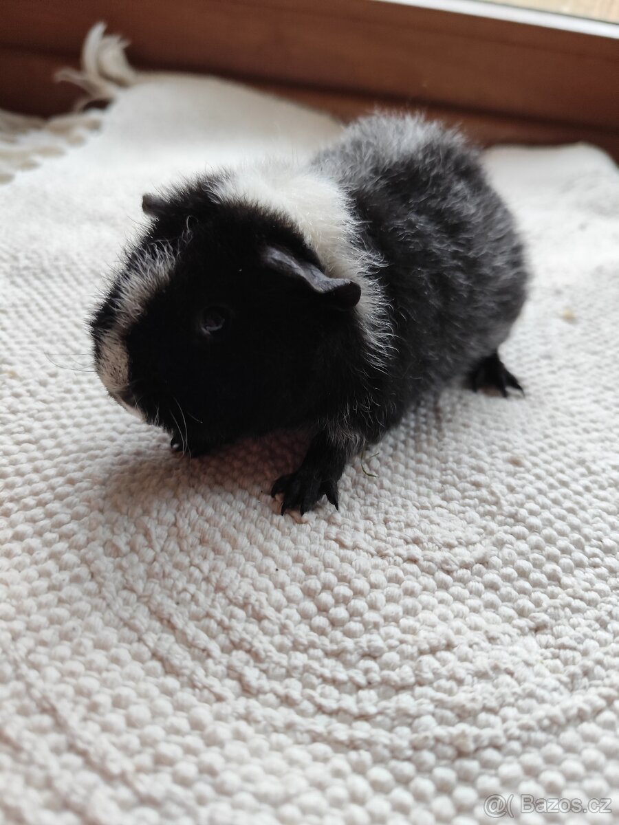 Morče / US Teddy sameček - 8