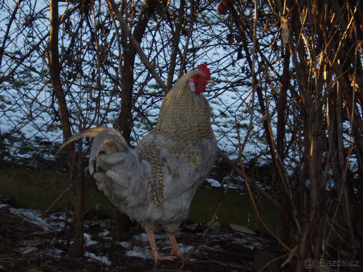 Kohout do chovu k prodeji - 8