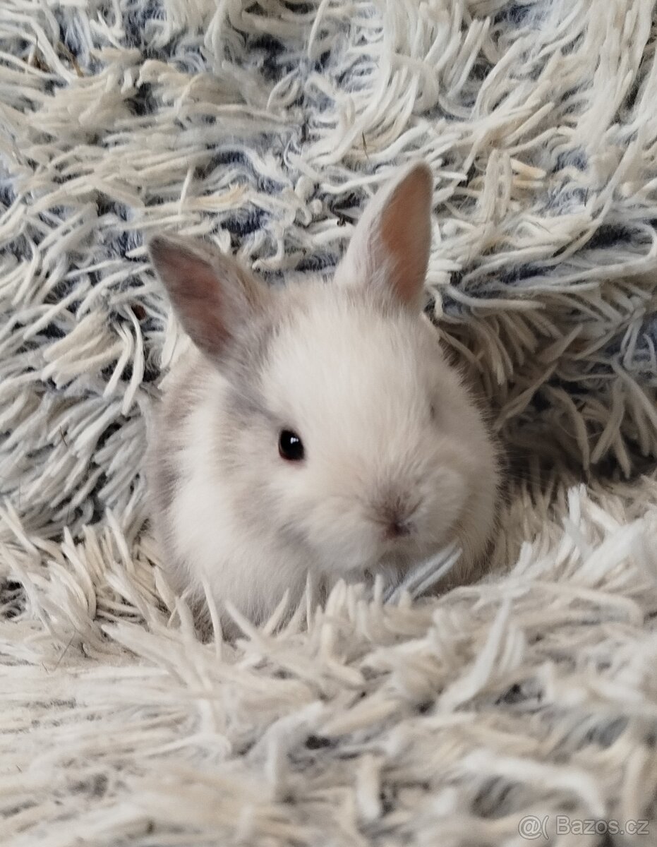 Zakrslý krátkouchý s VP - 8