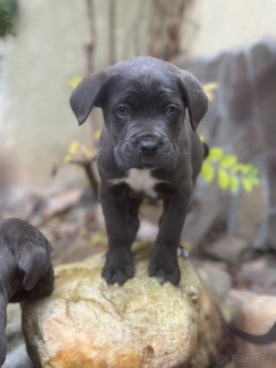Štěňátka Cane Corso - 8