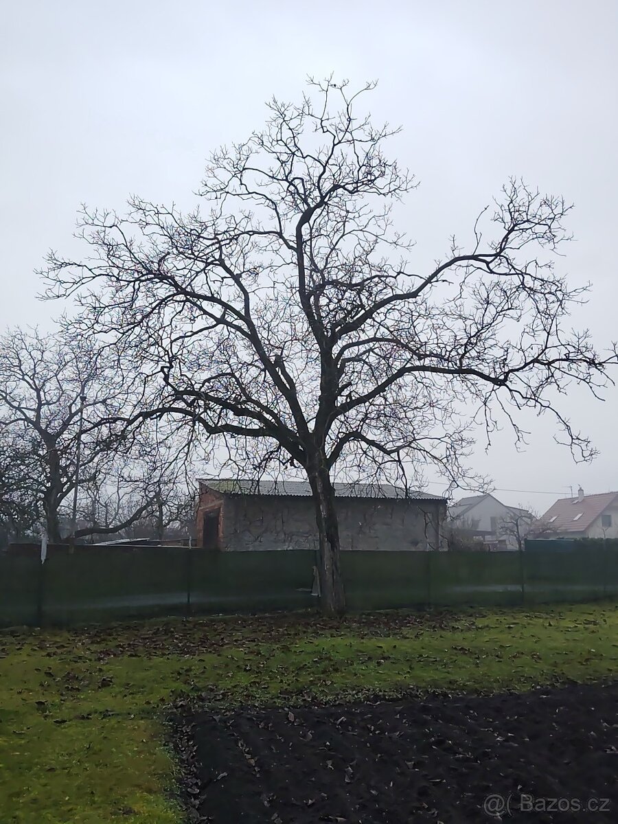 Ořechové dřevo zdarma - 8