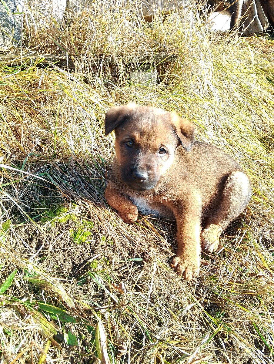 Německý ovčák kříženec, štěňata,štěně - 8
