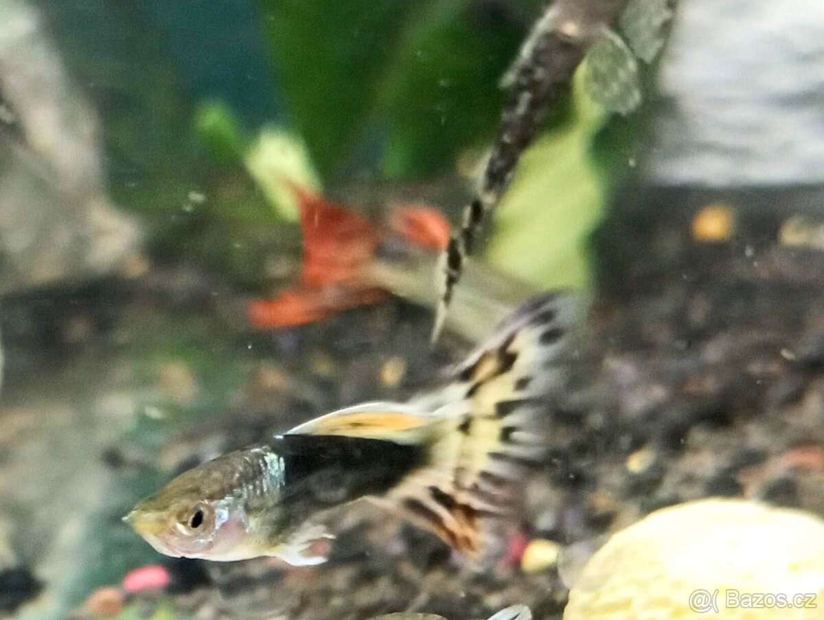 Paví očka Guppky Prachaticko - 8