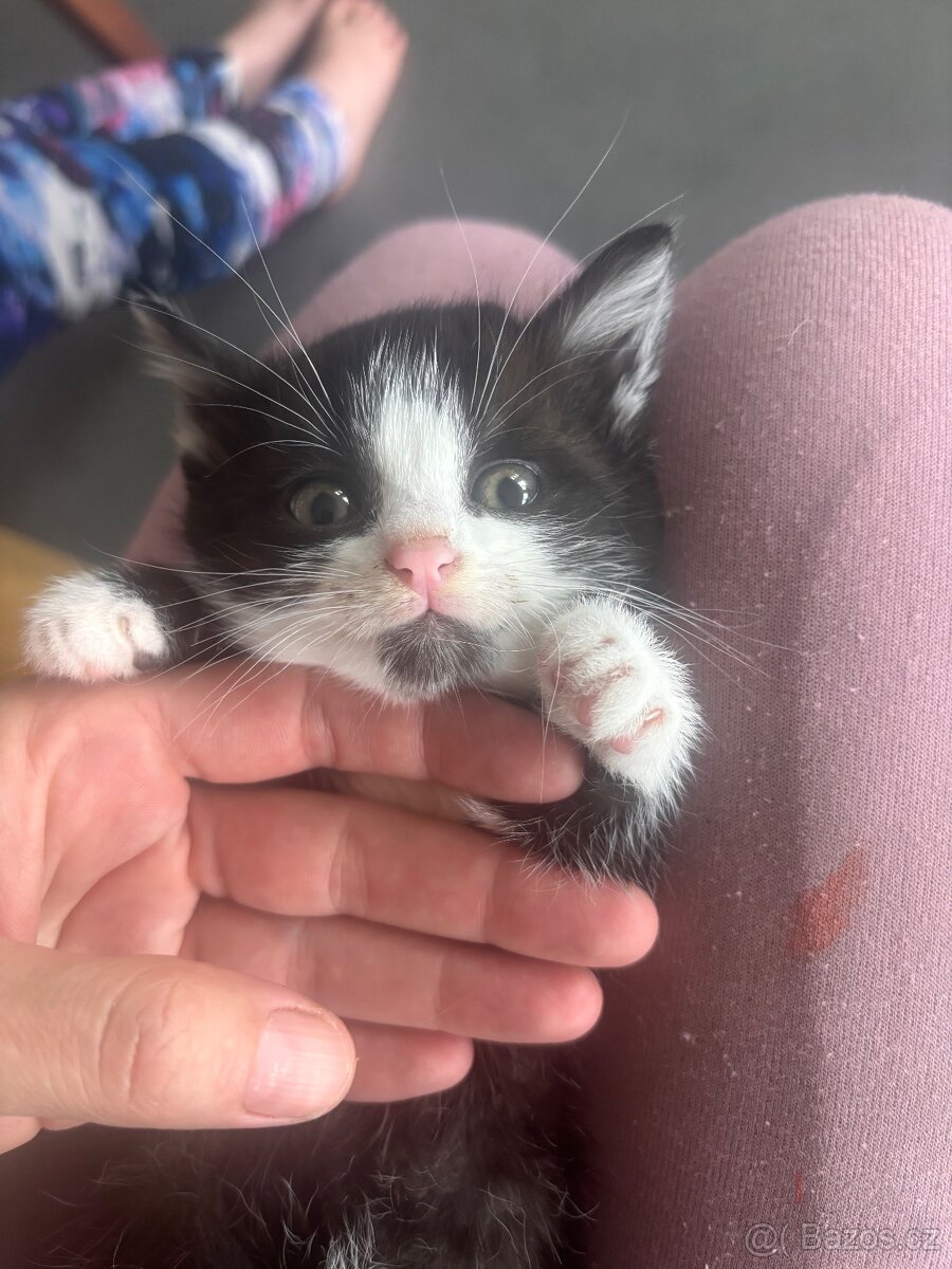 Daruji koťátka - 8
