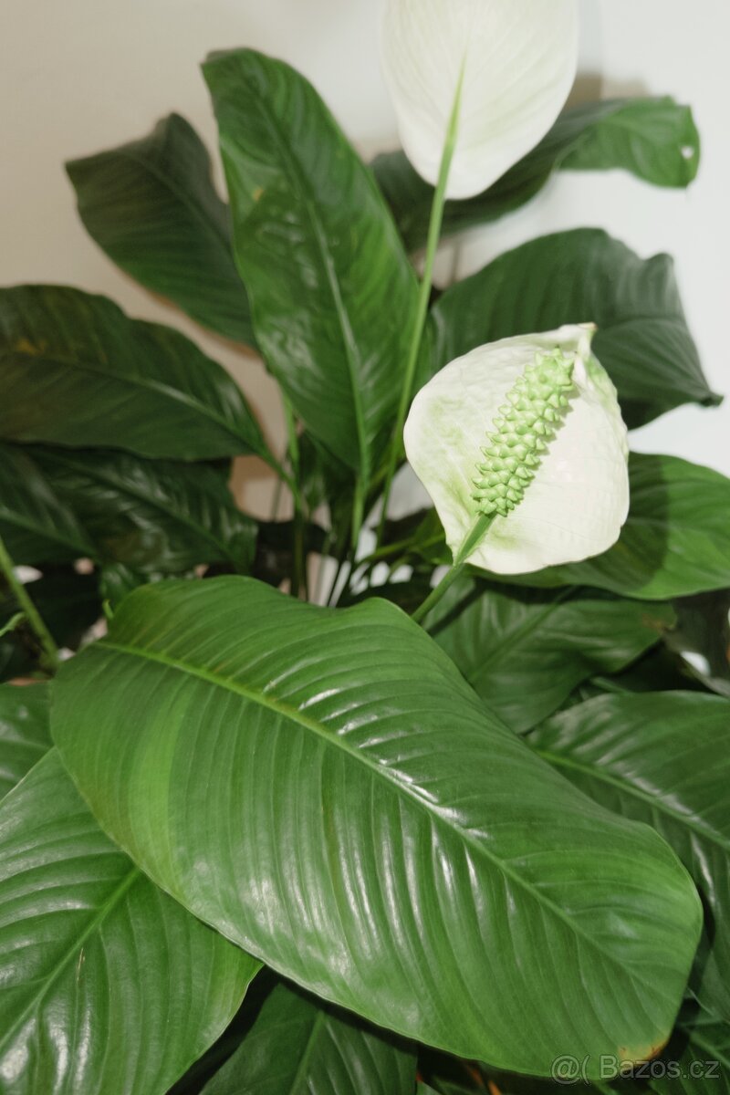 Spathiphyllum – Toulcovku (Lilie míru) - 8