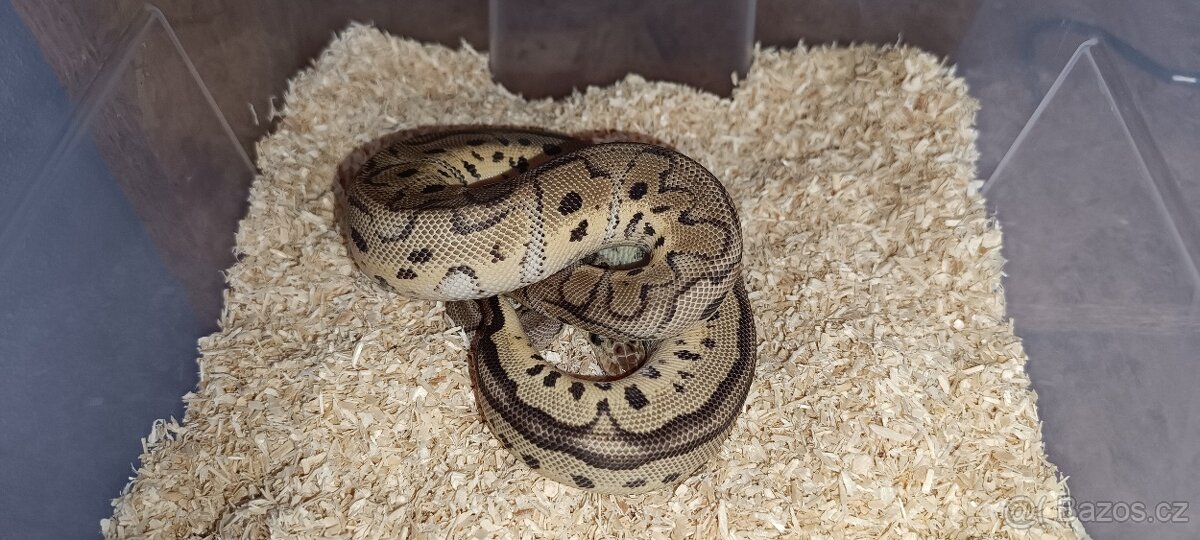 Krajta královská - 8