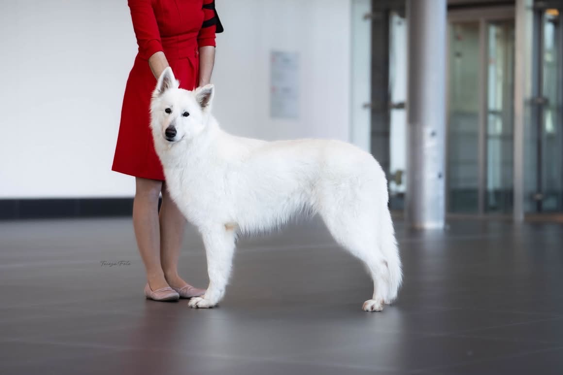 Bílý švýcarský ovčák - 8