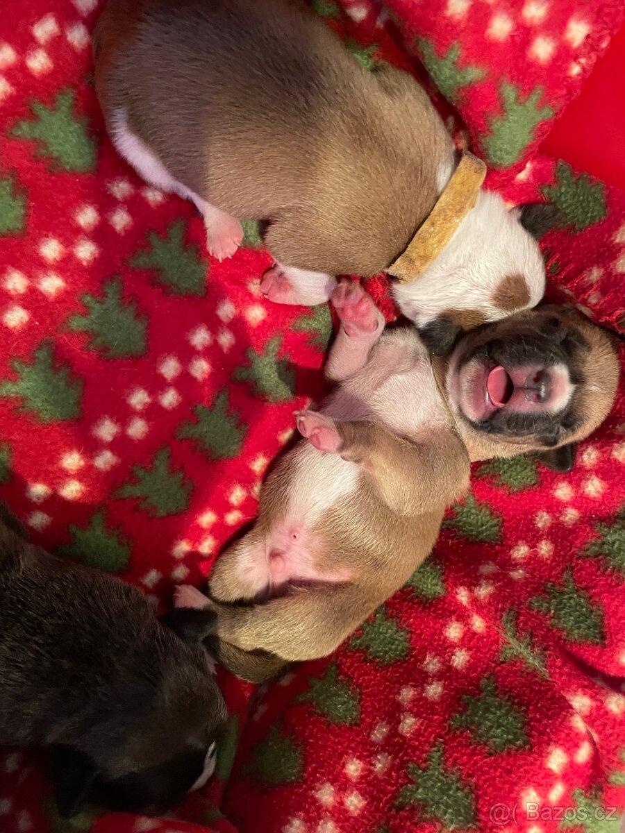 Americký stafordširský teriér s PP - 8