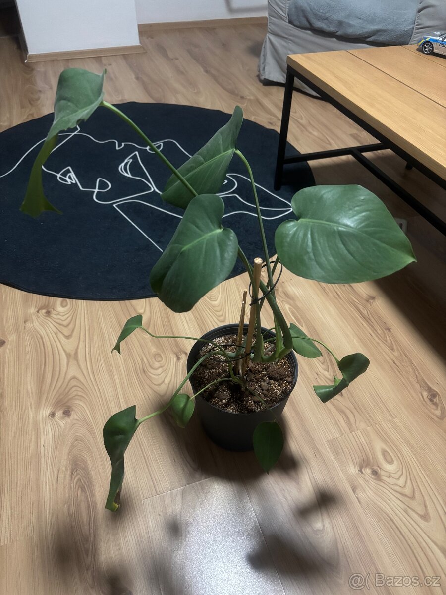 Pokojové rostliny - 8