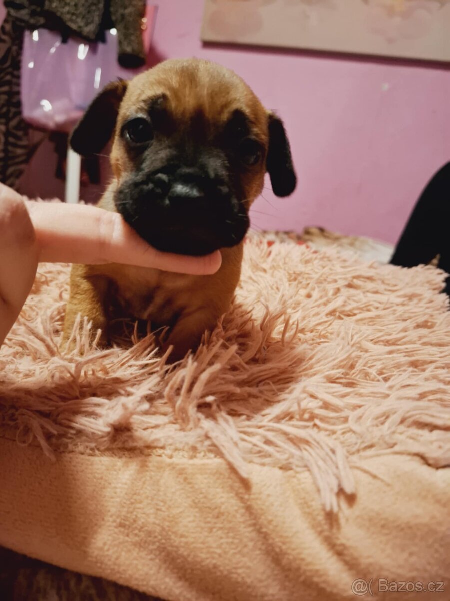 Stěně Buldoček X Jezevčík - 8