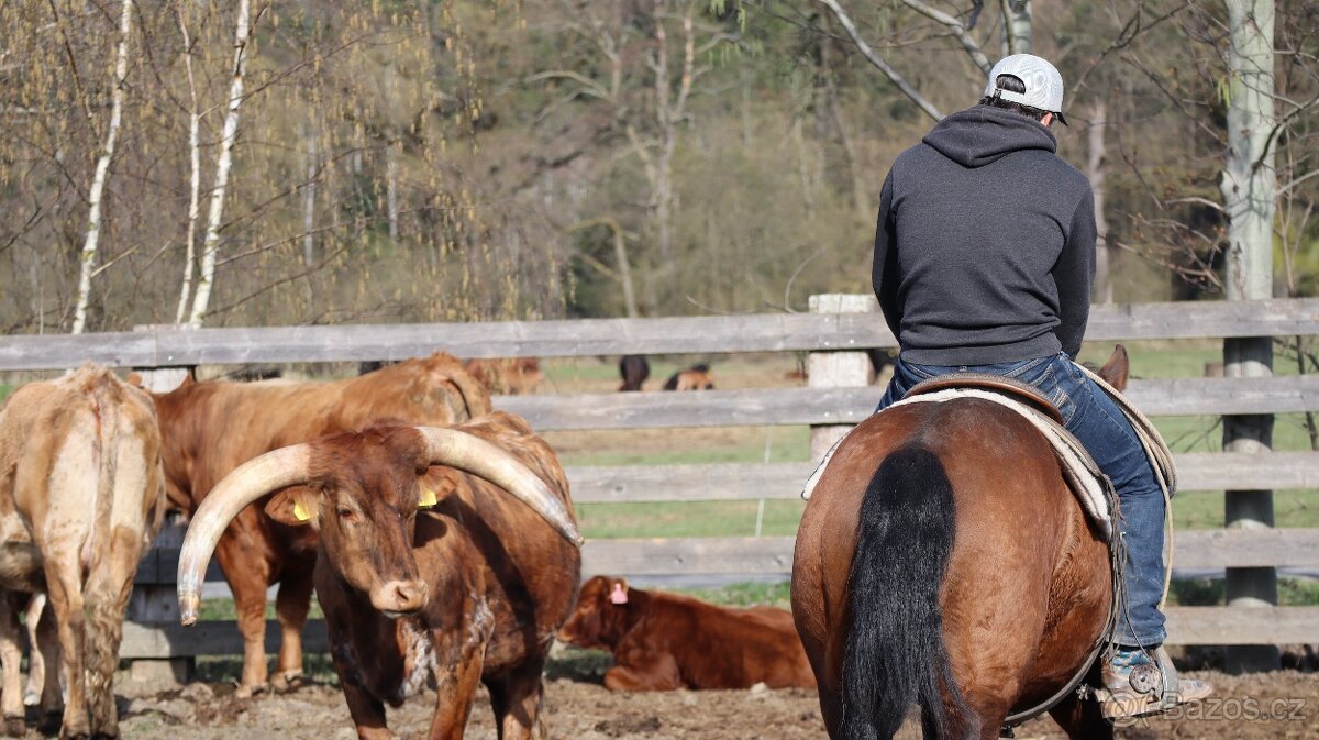 3letý QH valach - 8