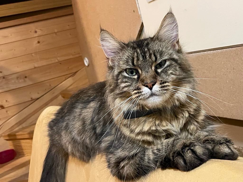 Mainská křížená koťátka - 8