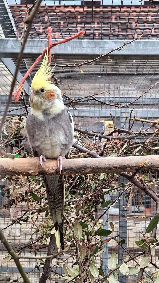 Korely chocholaté - 8