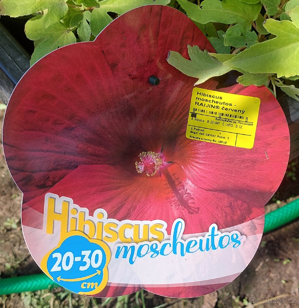 Ibišek bahenní-americký - 8