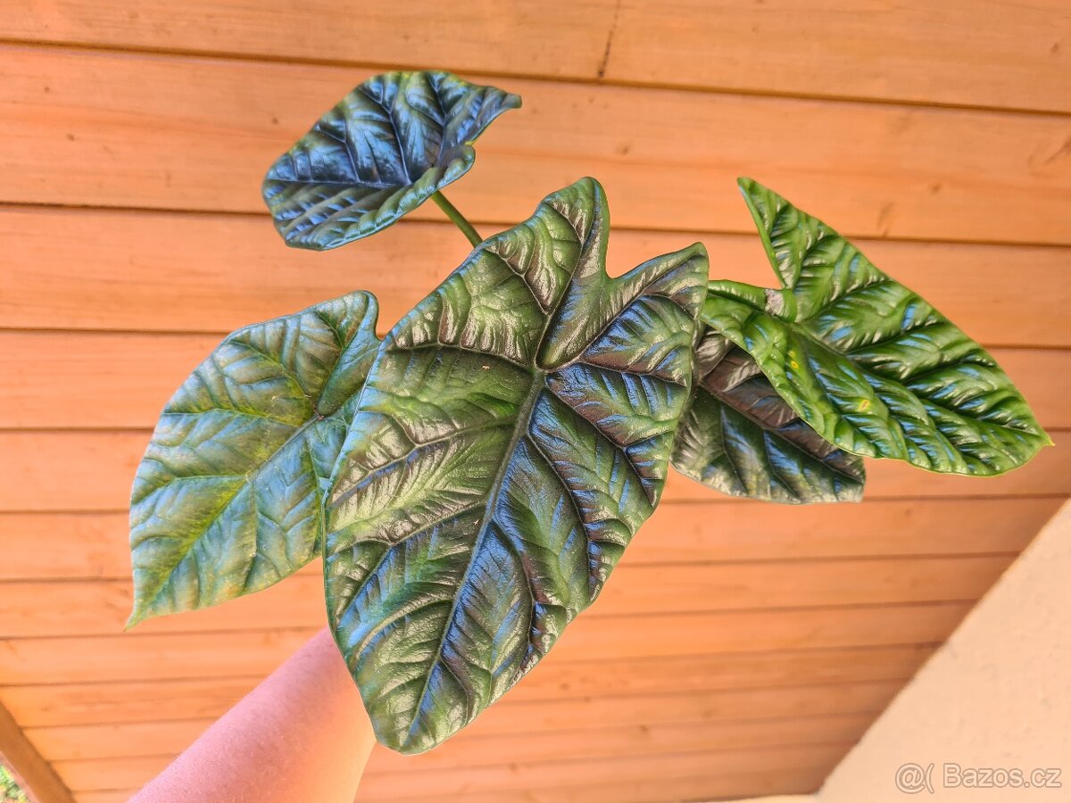Alocasie - hlízy, rostliny - 8