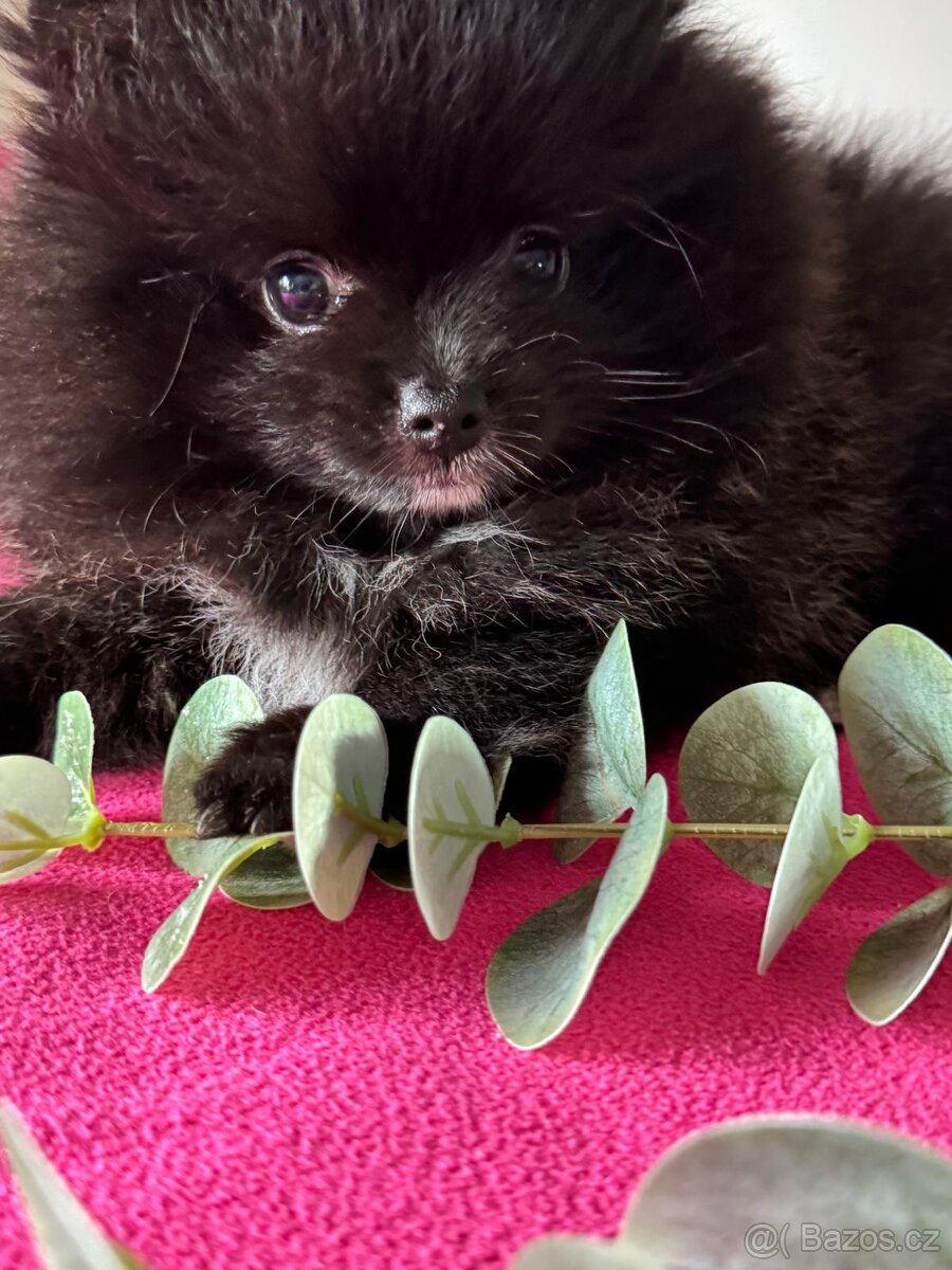 Pomeranian s p.p - 8