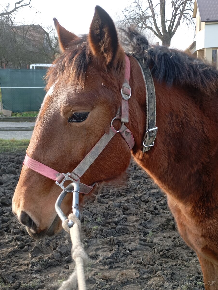 Slezký Norik SN. - 8