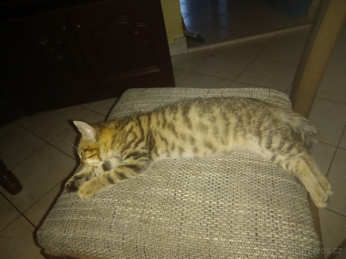 Koťátka Britské modré kočky - 8