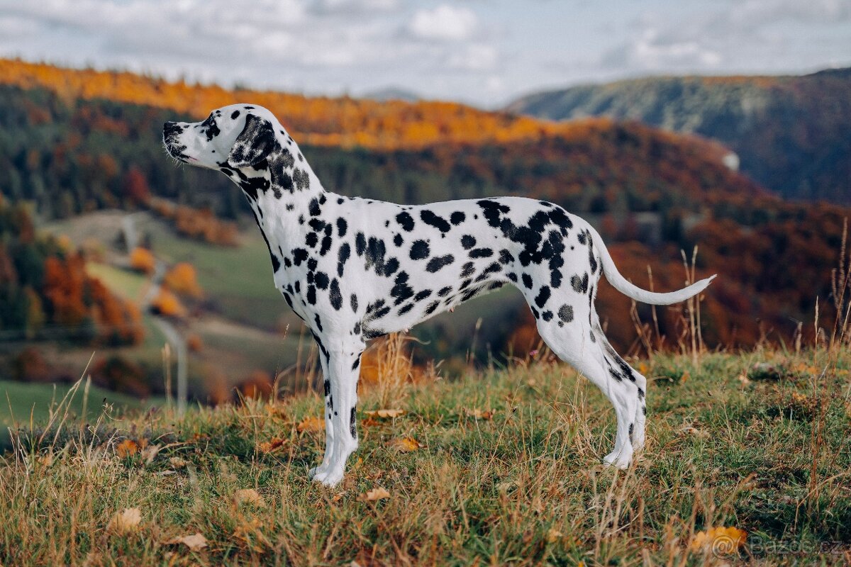 Dalmatinsky pes s PP, dalmatinec, dalmatin - 8