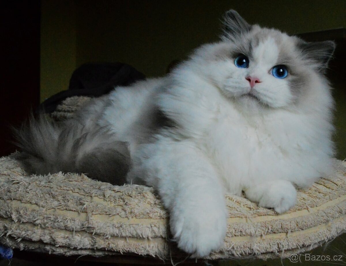 Krásný kocourek Ragdoll s PP - 8
