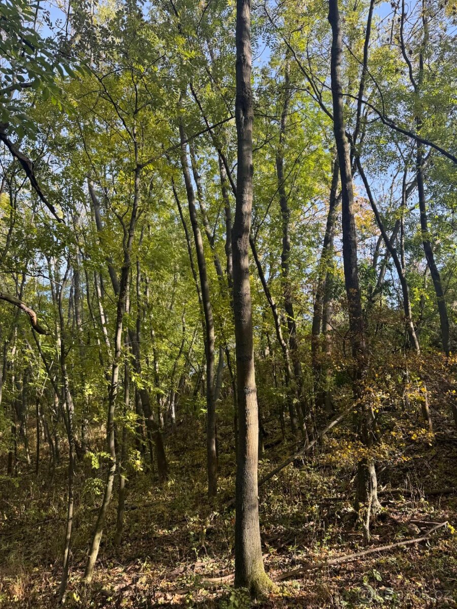 Prodej pozemků v k.ú. Jeníkovice u Choltic - 8