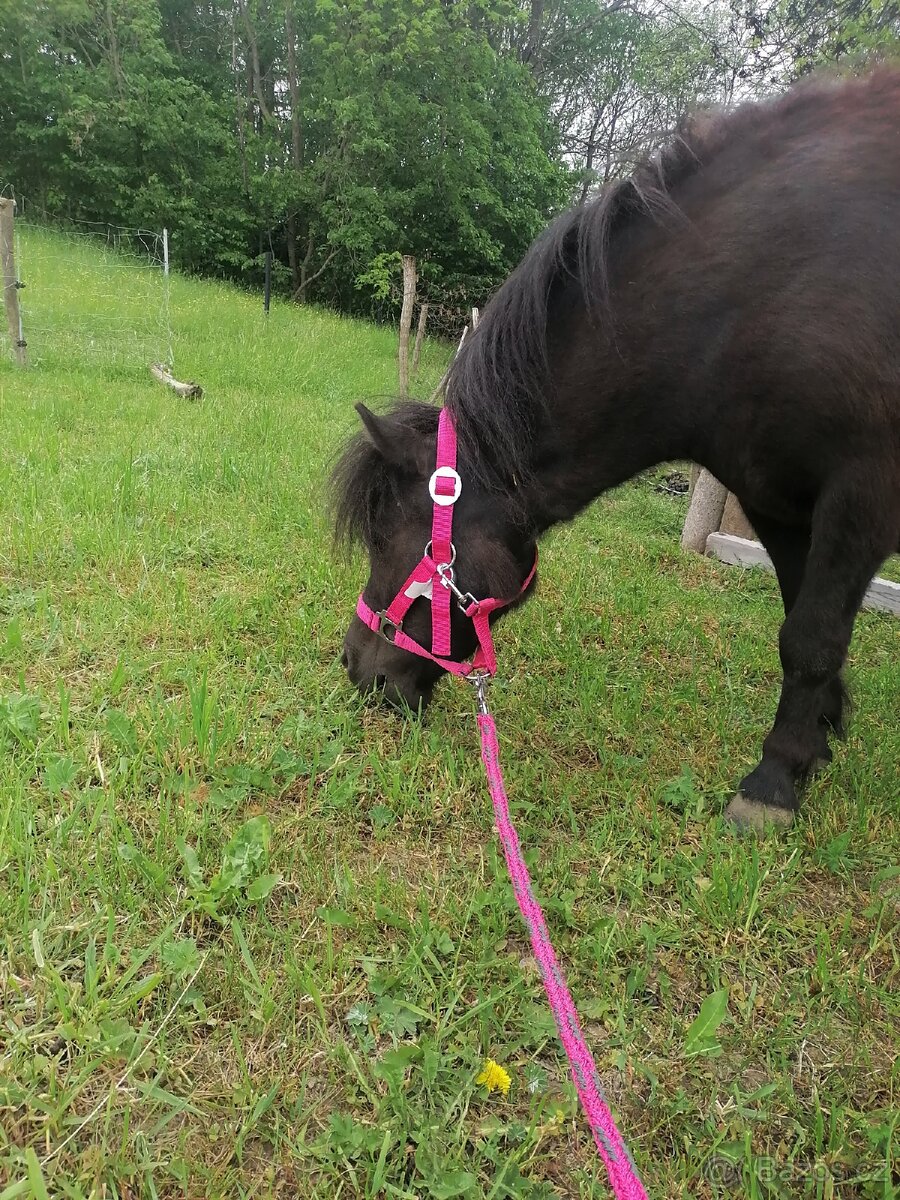 Docházka k poníkovi - 8